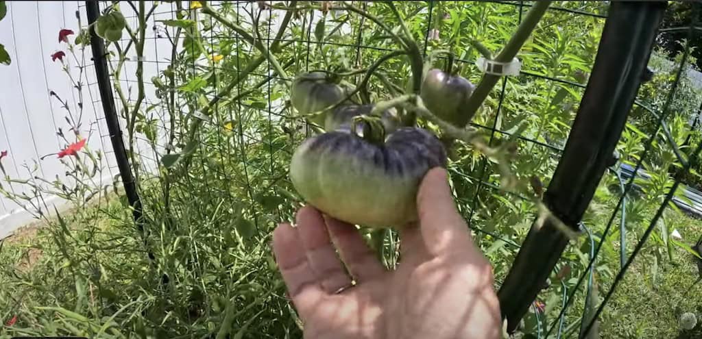 Blue Beauty Tomato